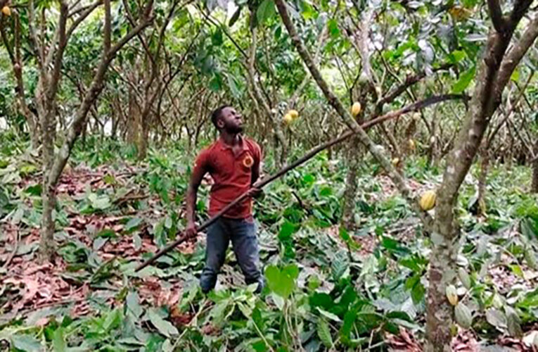 Poda de formación del cacao